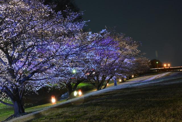 夜にライトアップされた信玄堤公園のサクラの木々の写真