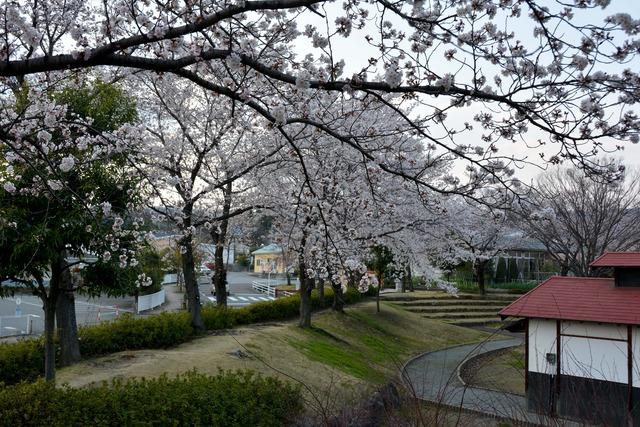 カルチャーパークの桜並木の写真
