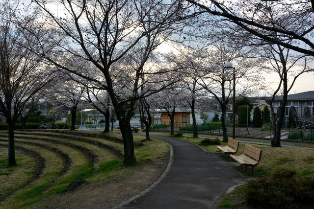 カルチャーパークの桜並木の写真