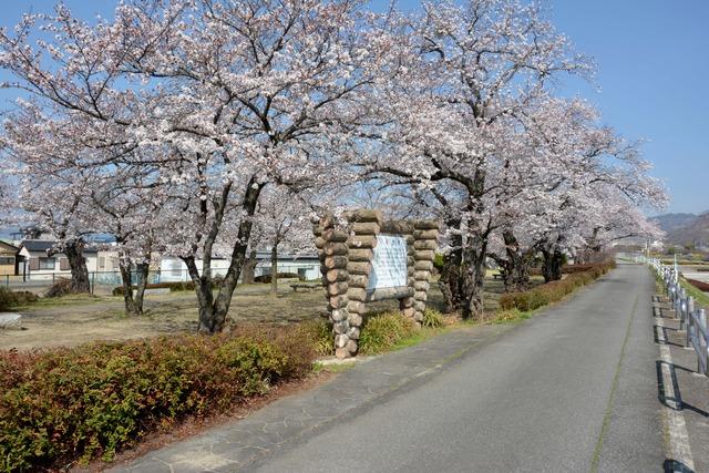 上条河原の荒川土手沿いにある満開のサクラの写真