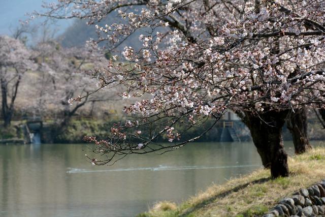 矢木羽湖の桜の木々の写真
