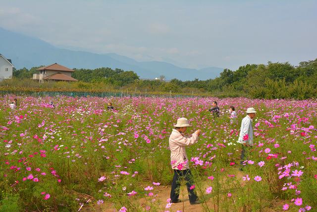 コスモス畑の中で写真を撮っている人々の写真