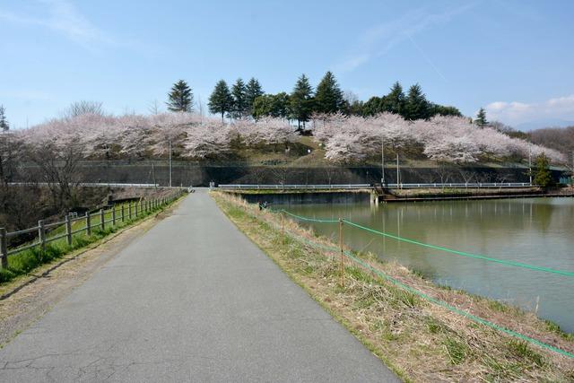 敷島総合公園外周の園路から見た満開のソメイヨシノの写真