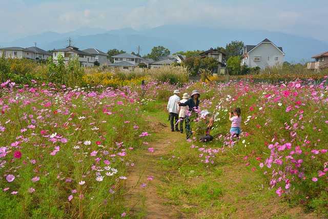 コスモス畑で写真を撮っている家族の写真