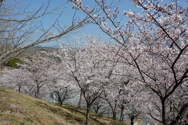 敷島総合公園のソメイヨシノの写真