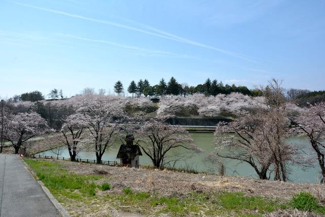 東側の高台から見た矢木羽湖の桜の木々の写真