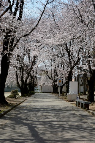 中下条公園の中央の園路に沿って咲くサクラの写真2