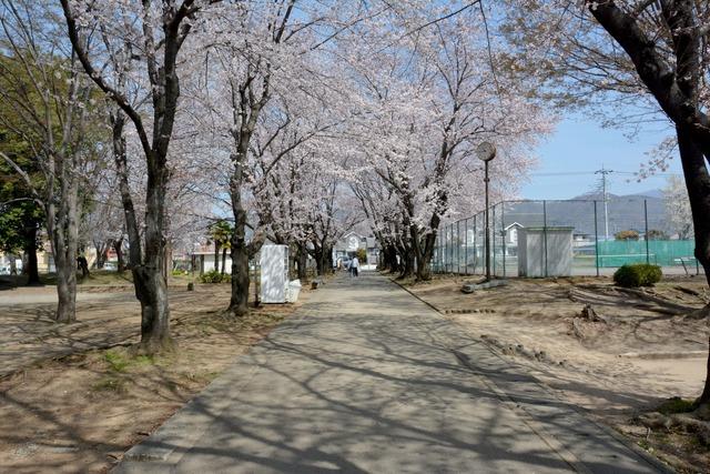 中下条公園の中央の園路に沿って咲くサクラの写真1