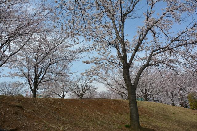 ドラゴンパークの6部咲きのサクラの木々の写真