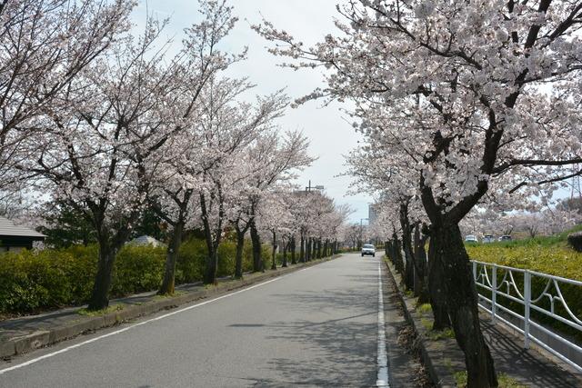 竜王赤坂ソフトパークの道路沿いの8部咲きの桜並木の写真