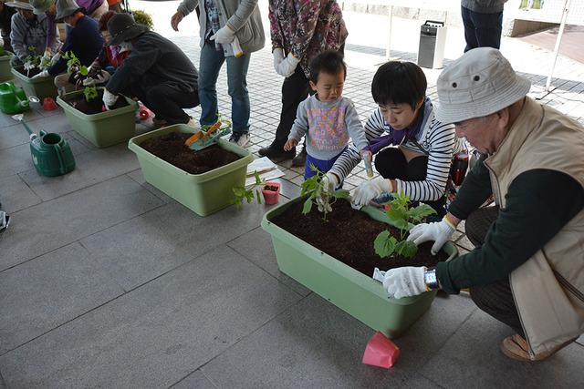 (写真)プランターを使ったゴーヤの苗植えを行う参加者(1枚目)