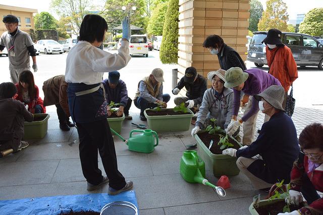 (写真)プランターを使ったゴーヤの苗植えを行う参加者(2枚目)