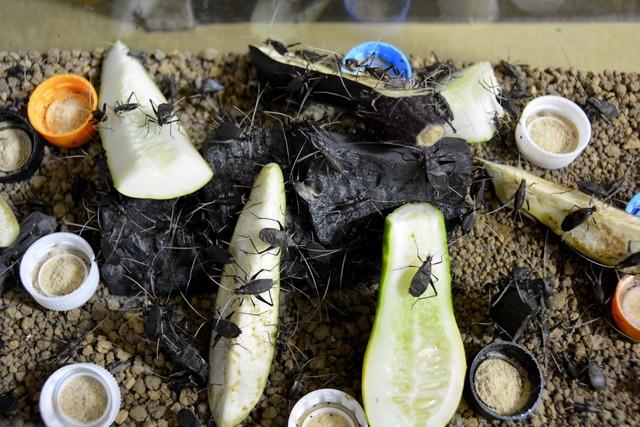 箱の中で鈴虫が野菜等のえさに群がっている写真