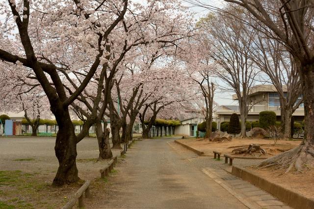 竜王中部公園の道沿いにある見頃を迎えたサクラの木々の写真