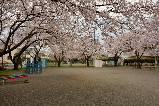 見頃を迎えた竜王中部公園のサクラの木々の写真