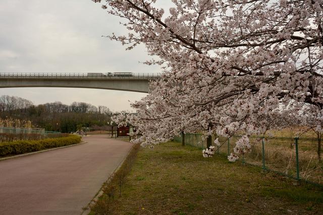 双葉水辺公園で咲く見頃を迎えたサクラの花の写真