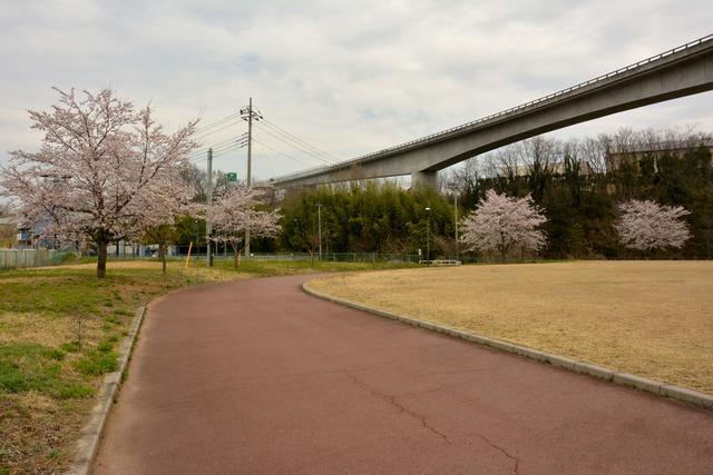 少し離れた距離からの見頃を迎えた双葉水辺公園のサクラの木々の写真