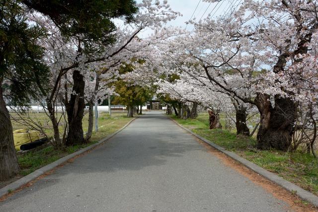 両脇に見頃のサクラの木々がある慈照寺の参道の写真