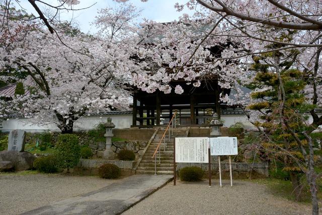 慈照寺の正面と周辺に咲くサクラの木々の写真