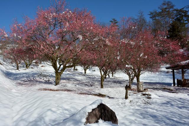 雪の中梅の花が少し咲いている写真