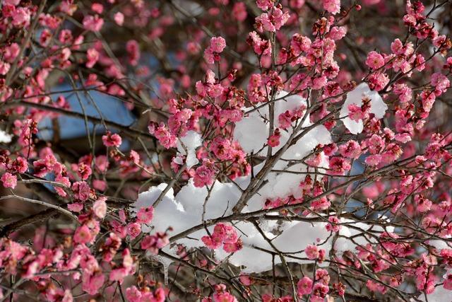 甲斐敷島梅の里の梅がピンクの花を咲かせている写真