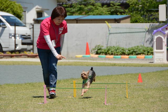 犬が障害物を越えて走る写真