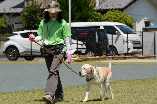 犬と歩く女性の写真