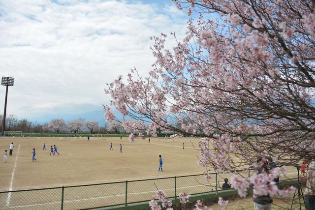 双葉スポーツ公園のグラウンドでサッカーをする子どもたちとグラウンド周辺にある満開のサクラの木々の写真