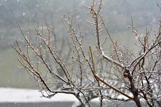 (写真)梅園の木に積もった雪の様子