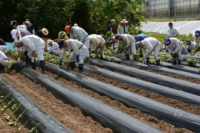 数人がサツマイモの苗植え付けが行われている写真