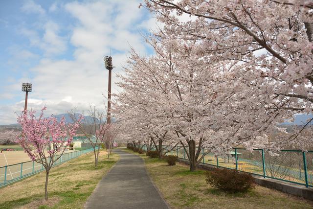 双葉スポーツ公園のグラウンド周辺にある満開のサクラの木々の写真1