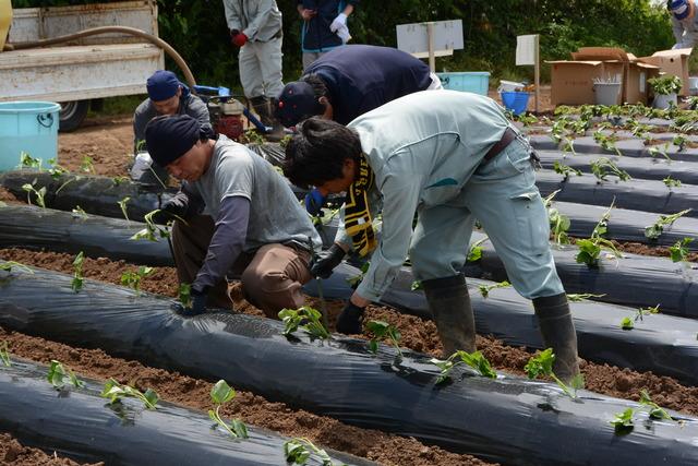 さつまいもを植え付けている写真4