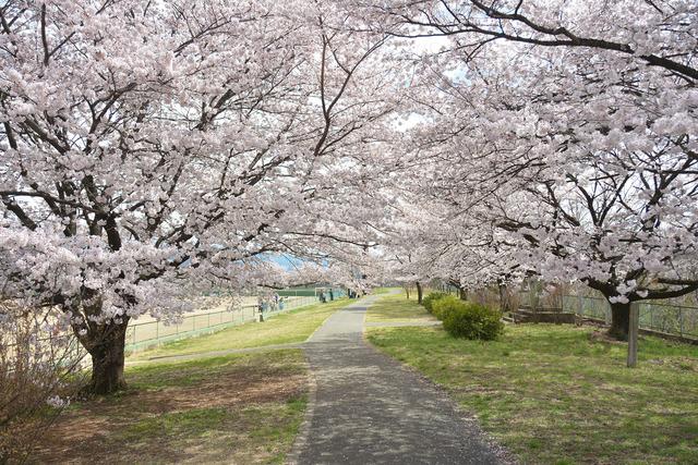 双葉スポーツ公園のグラウンド周辺にある満開のサクラの木々の写真2