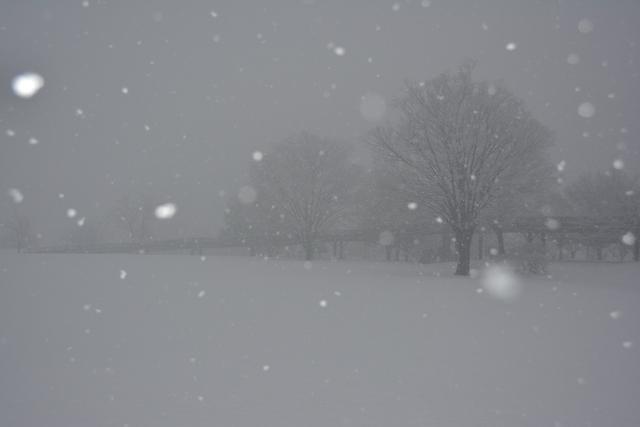 (写真)雪で真っ白になった赤坂台総合公園（ドラゴンパーク）の様子