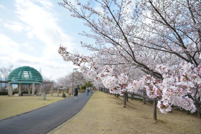 ドラゴンパークの桜の写真3