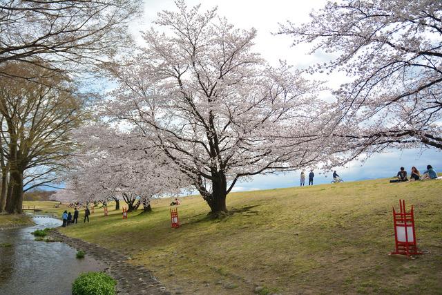 信玄堤公園のサクラの木々と花見などで公園を訪れている人々の写真1