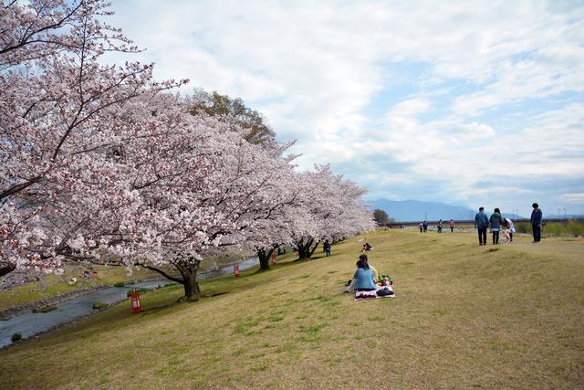 信玄堤公園のサクラの木々と花見などで公園を訪れている人々の写真3