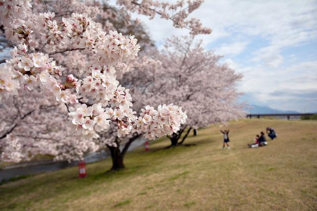 信玄堤公園の大写しのサクラの花と遠くにいる花見客の写真