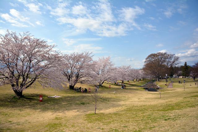 信玄堤公園のサクラの木々と花見などで公園を訪れている人々の写真2