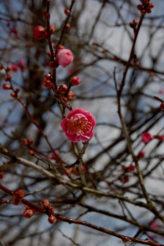 紅梅が咲き始めている様子の写真