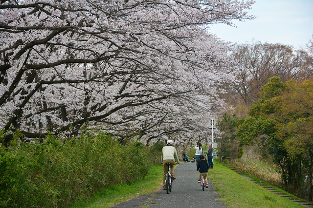 見頃を迎えたサクラの木々のある信玄堤の沿道を自転車で走る親子とサクラの木を撮影する女性の写真