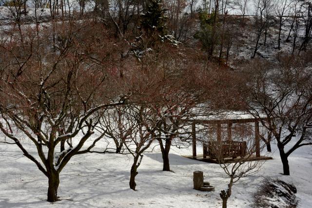 (写真)雪が積もった敷島総合公園南の梅園の様子