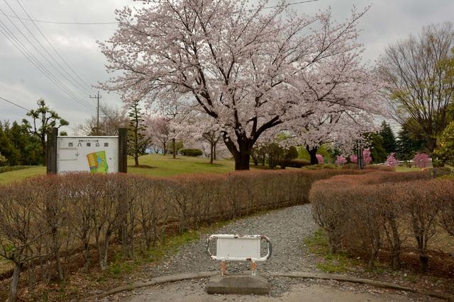 西八幡公園のサクラの写真1