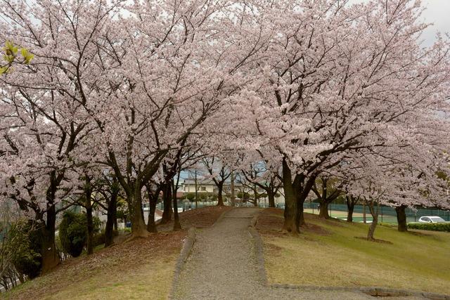 西八幡公園のサクラの写真2