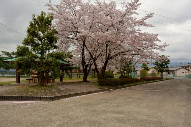 竜王南部公園のサクラの写真1