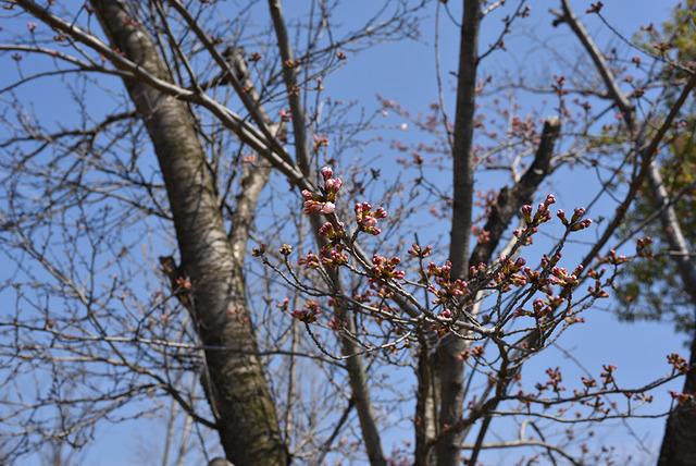 敷島総合公園の写真3