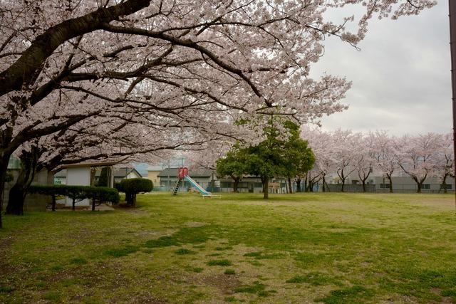 竜王南部公園のサクラの写真2