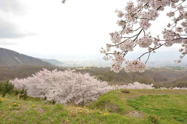 曇り空の下 サントリー登美の丘ワイナリーで満開の花を咲かせるサクラの木々の写真