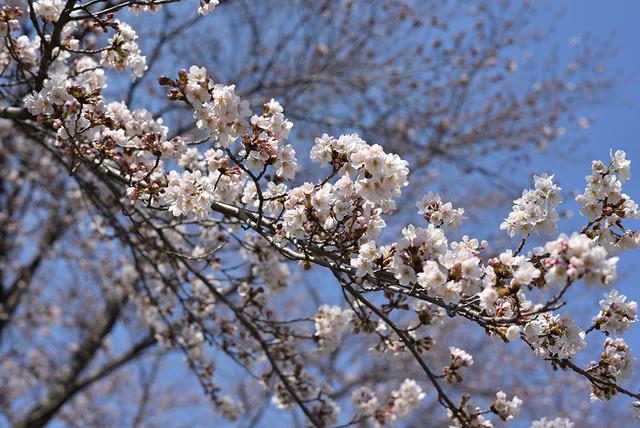 敷島総合文化会館周辺の桜の写真1