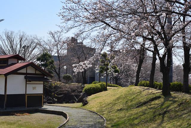 敷島総合文化会館周辺の桜の写真2